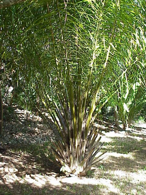 Elaeis guineensis
