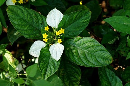 Mussaenda pubescens
