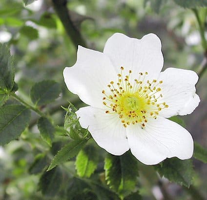 Rosaceae