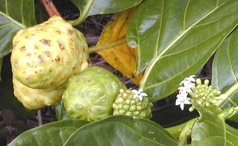 Morinda, standing in for Morinda maritima