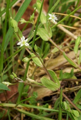 Stellaria alsine