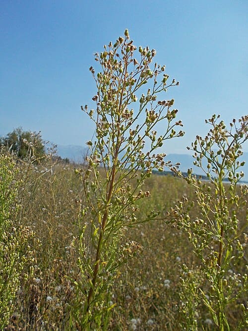 Erigeron canadensis