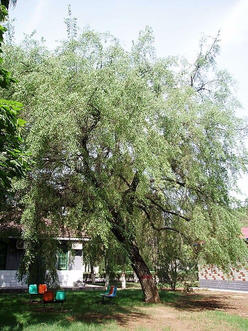 Euonymus bungeanus