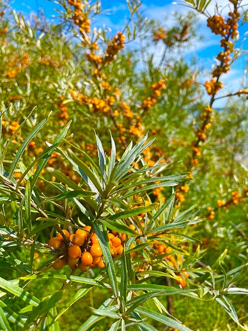 Hippophae rhamnoides, standing in for Hippophae rhamnoides subsp. turkestanica