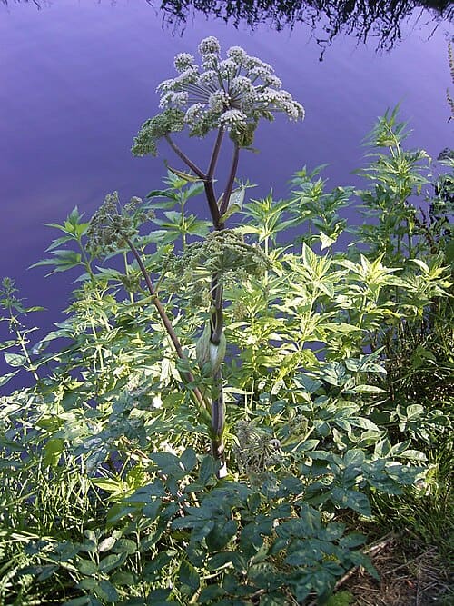 Angelica, standing in for Angelica yunnanensis