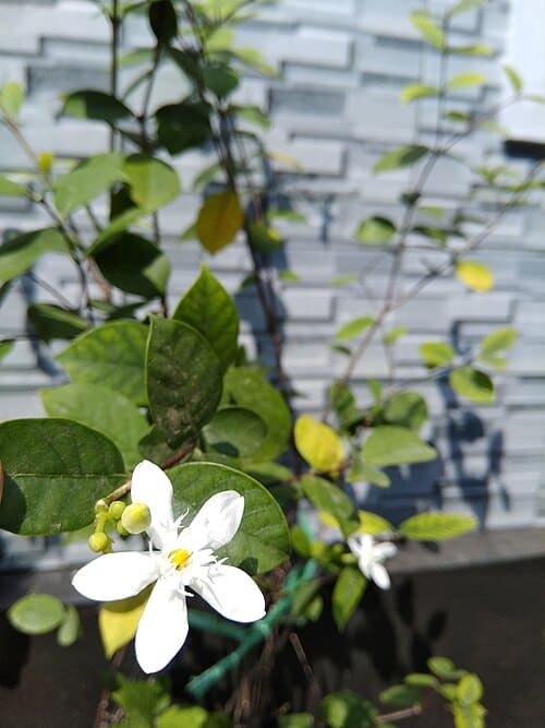 Wrightia antidysenterica