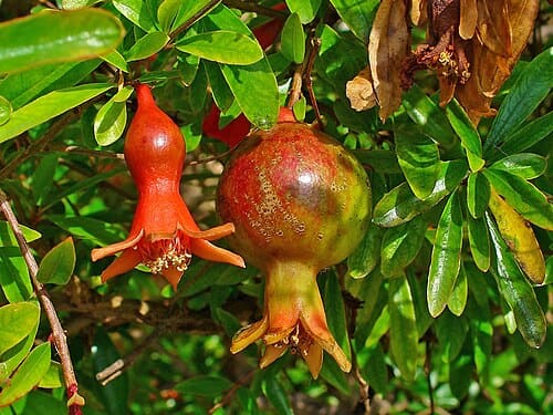 Punica granatum