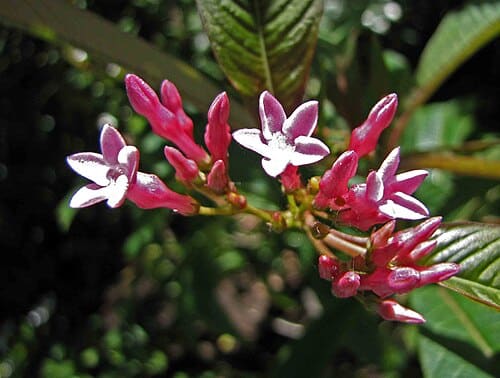 Alstonia yunnanensis