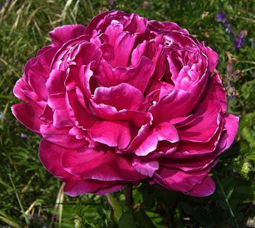 Paeonia lactiflora