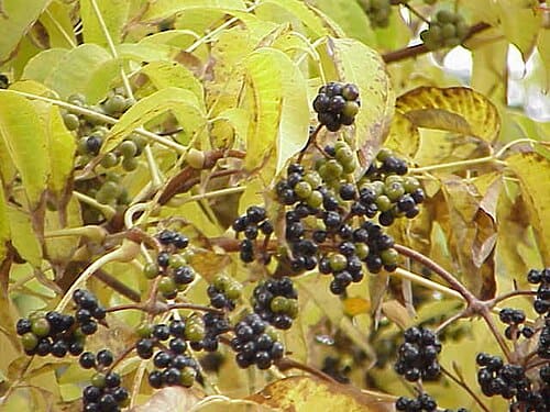 Phellodendron, standing in for Phellodendron japonicum