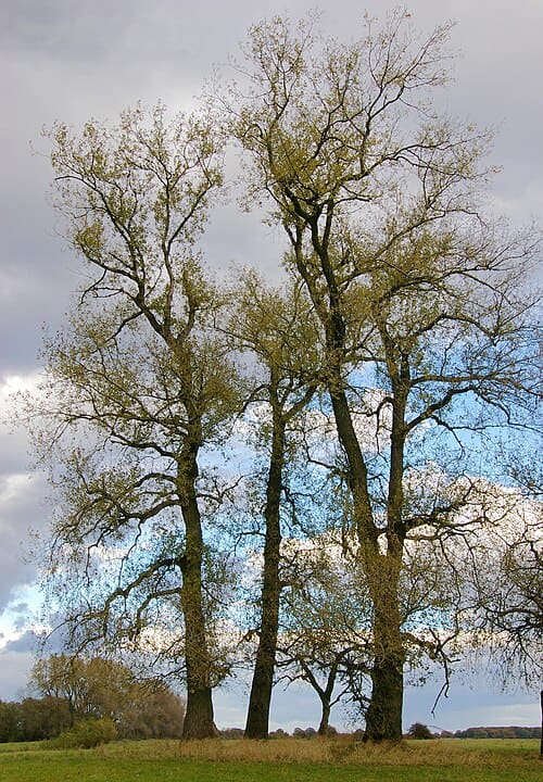 Populus