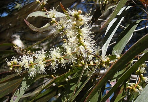 Melaleuca leucadendra