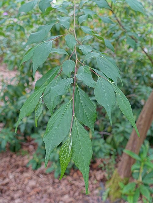 Styrax formosanus