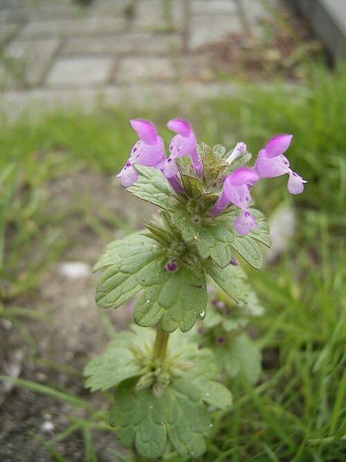 Lamium amplexicaule