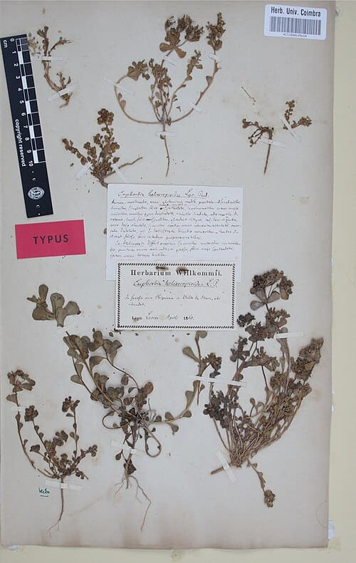 Euphorbia helioscopia