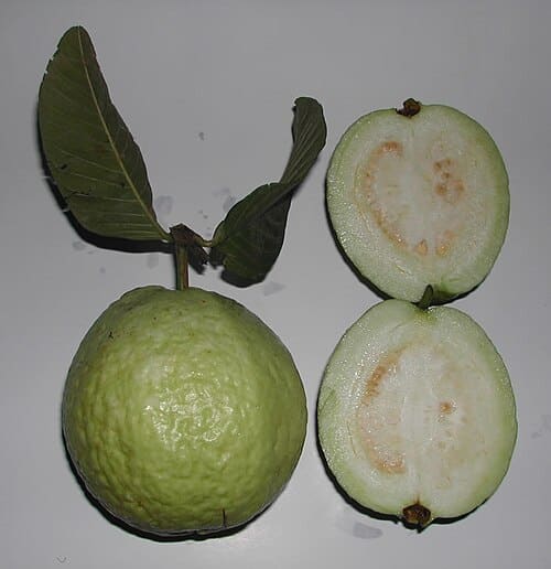 Psidium guajava
