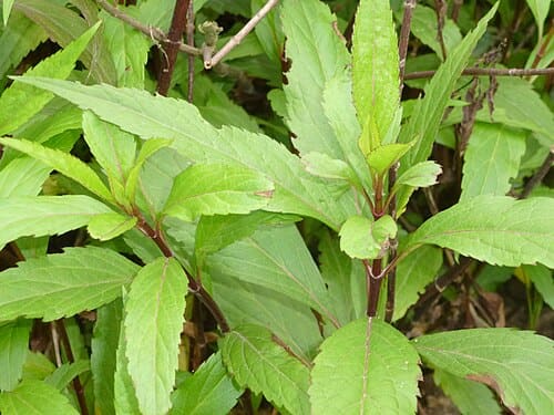Eupatorium fortunei