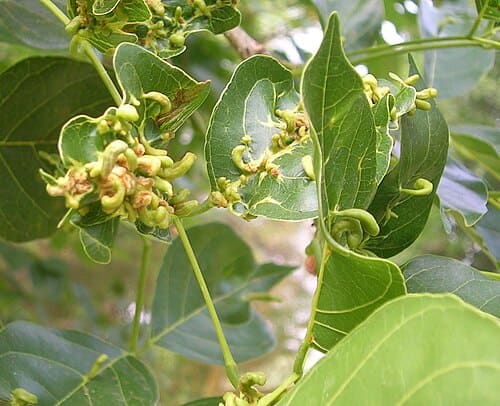 Millettia, standing in for Millettia reticulata