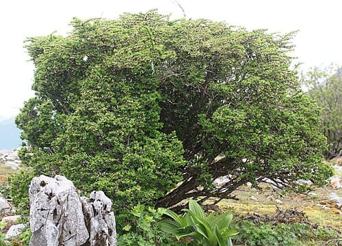 Berberis thunbergii
