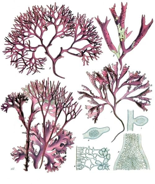 Rhodophyta