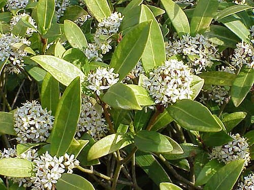 Rutaceae, standing in for Feronia limonia