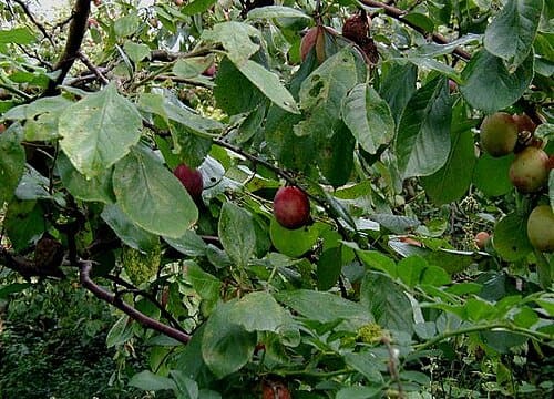 Prunus, standing in for Prunus long-stalk