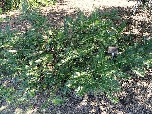 Cephalotaxus sinensis, standing in for Cephalotaxus sinensis var. wilsoniana