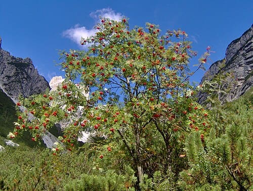 Sorbus aucuparia