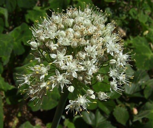 Allium tuberosum