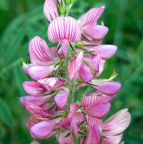 Onobrychis