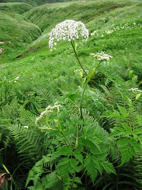 Conioselinum, standing in for Conioselinum anthriscoides