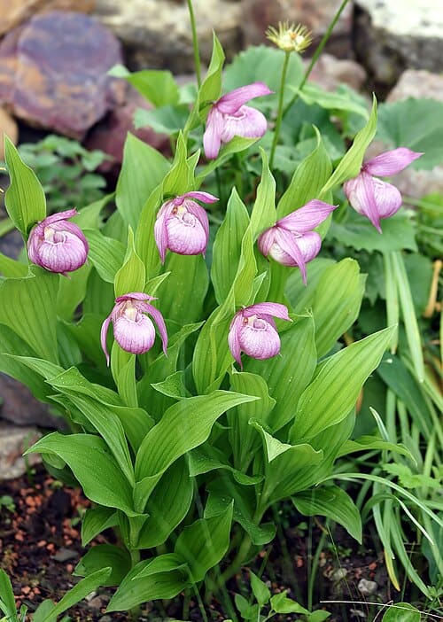 Cypripedium macranthos