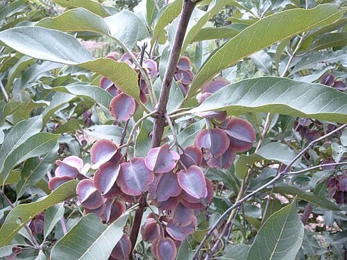 Combretum, standing in for Combretum yunnanense