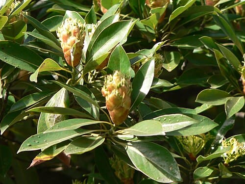 Machilus, standing in for Machilus versicolor