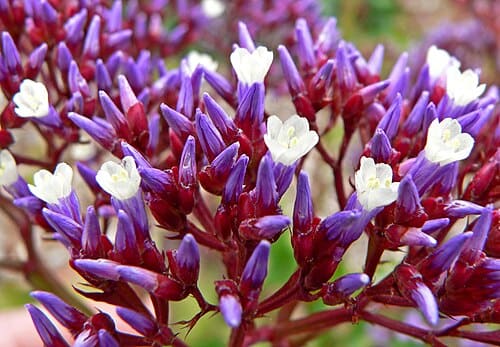 Limonium, standing in for Limonium bonducellii