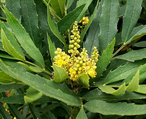 Berberis fortunei