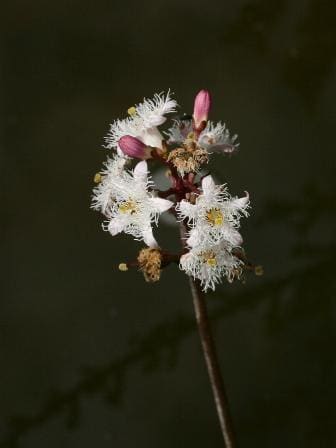Menyanthes