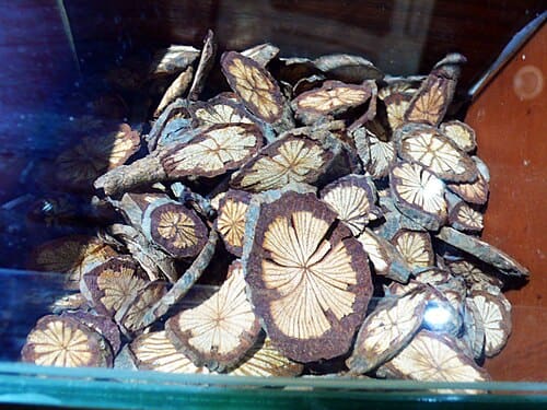 Sargentodoxa cuneata