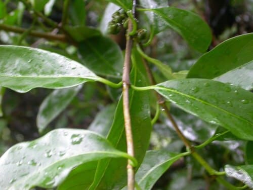 Morinda umbellata, standing in for Morinda umbellata subsp. obovata