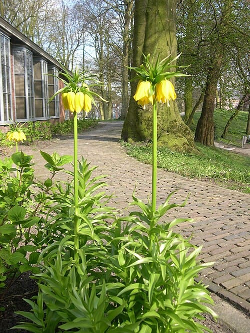 Fritillaria imperialis