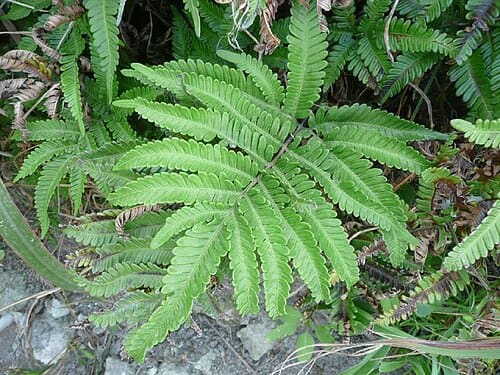 Pteris fauriei