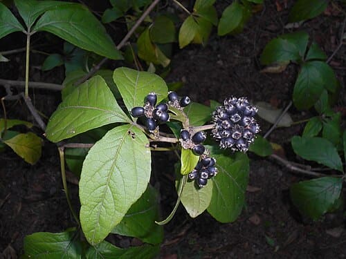 Eleutherococcus sessiliflorus