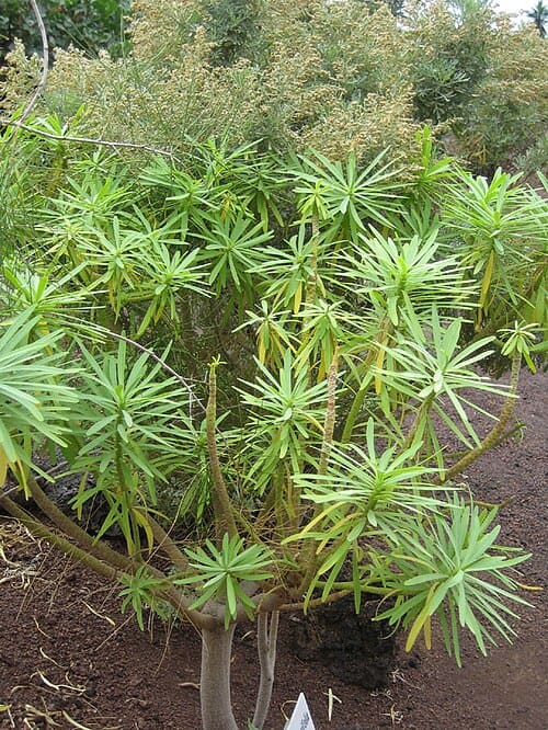 Euphorbia obtusifolia