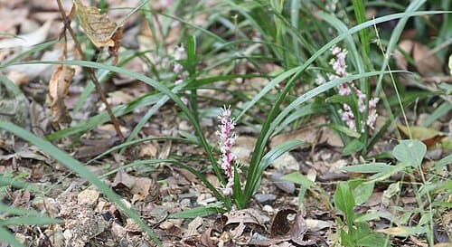 Reineckea carnea