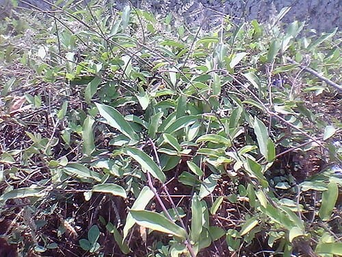 Aristolochia indica
