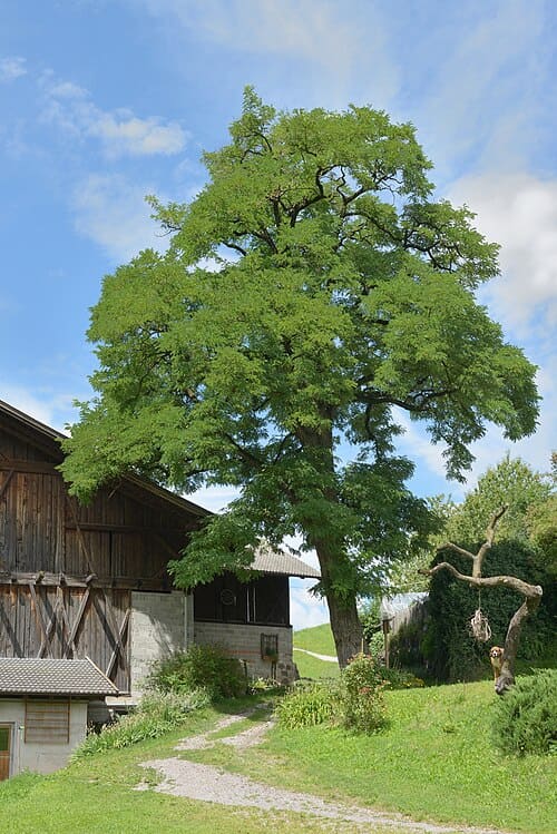 Robinia pseudoacacia