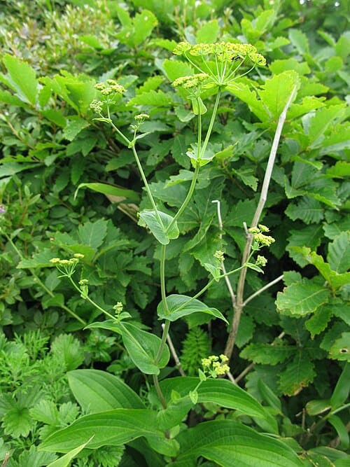 Bupleurum longiradiatum