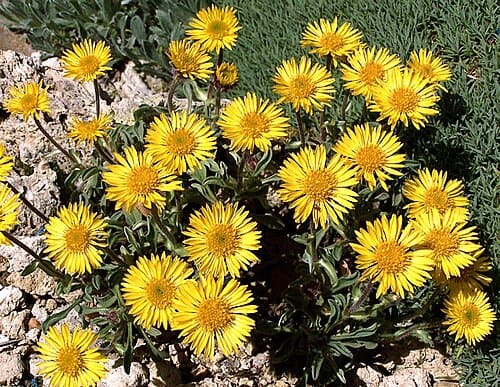 Erigeron aureus