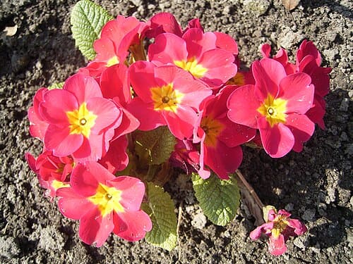Primula malacoides