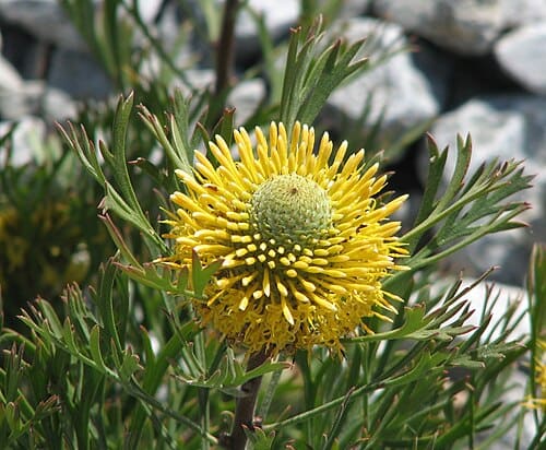 Isopogon anemonifolius